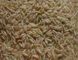 Manufacturers Exporters and Wholesale Suppliers of Long Grain Brown Rice Nagpur Maharashtra
